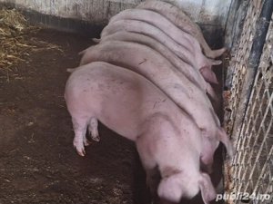 vand soldani rasa de calitate de carne 45 kh