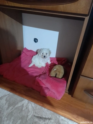 Caut familie iubitoare