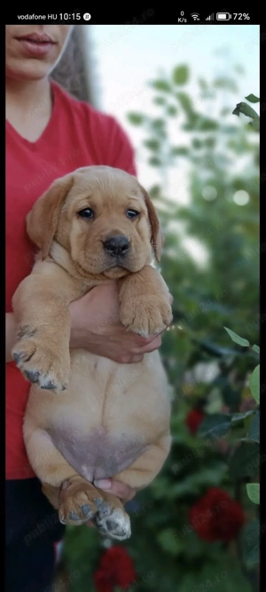Labrador de vanzare-Transport Gratuit in unele orase-Factura-Microcip-Carnet-Garantie-Calitate - imagine 2