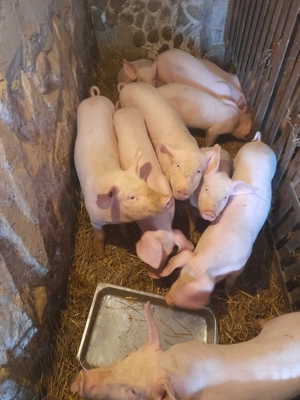 vand purcei  - imagine 2