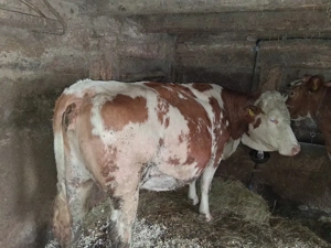 Vaci de vanzare  - imagine 2