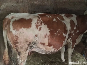 Vaci de vanzare  - imagine 3