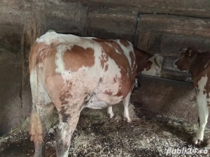 Vaci de vanzare  - imagine 4