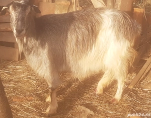 Capră de vânzare - imagine 2