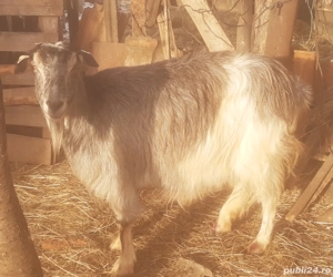 Capră de vânzare - imagine 3