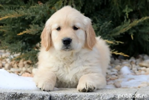 Golden Retriever de vanzare cu Transport Gratuit in unele orase+Factura+Garantie+Microcip+Calitate - imagine 2
