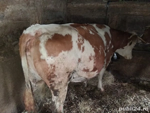 Vaci de vanzare  - imagine 8