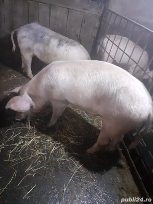 porci marele alb - imagine 2