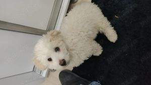 vând cățeluș Bichon 