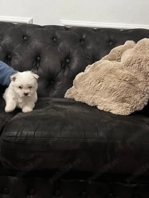 bichon maltez fetita - imagine 2