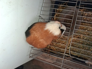 Donez urgenr porcusor de guinea  - imagine 2