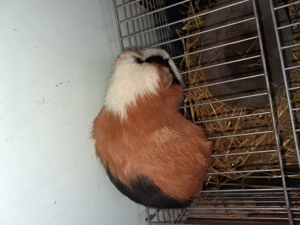 Donez urgenr porcusor de guinea  - imagine 4