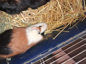 Donez urgenr porcusor de guinea 