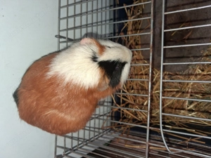 Donez urgenr porcusor de guinea  - imagine 3