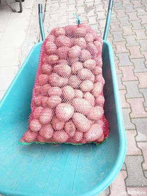 cartofi  consum belaroza  1,20