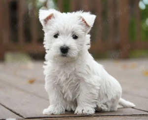 Westie de vanzare+Transport Gratuit in unele orase+Factura+Garantie+Carnet+Microcip+Inregistrare