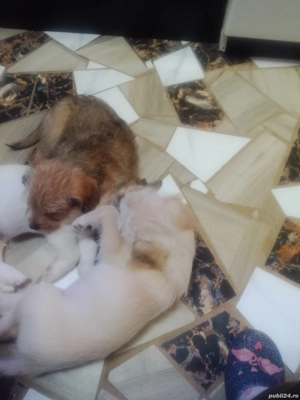 Donez cățeluși bichoni 