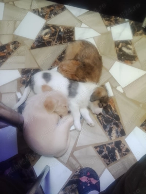 Donez cățeluși bichoni  - imagine 3