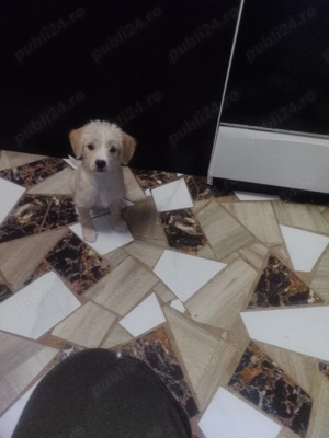 Donez cățeluși bichoni  - imagine 2