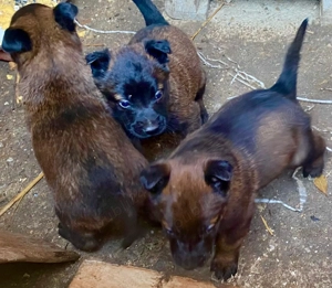 Ciobanesc belgian Malinois