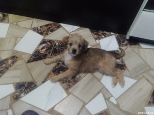 Donez cățeluși bichoni  - imagine 4