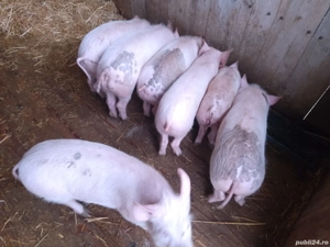 Vând purcei ! - imagine 3