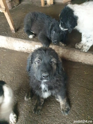 De vanzare Ciobanesc CORB  - imagine 5
