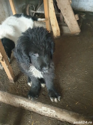 De vanzare Ciobanesc CORB  - imagine 4