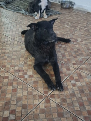 Donez catel 6 luni talie mica-medie - imagine 2