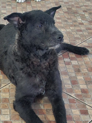 Donez catel 6 luni talie mica-medie - imagine 3