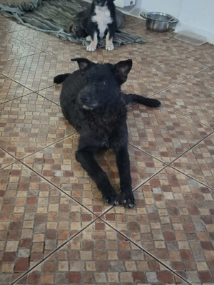 Donez catel 6 luni talie mica-medie - imagine 4