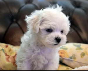 Bichoni maltezi mini toy 