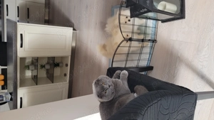 Pui pomeranian boo rasa pura - imagine 2