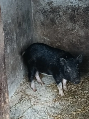 Vier  vietnamez  de vânzare 