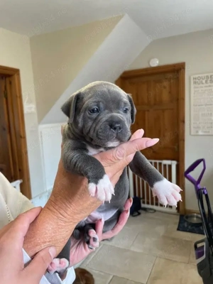 Amstaff Blue Gri de vanzare+Transport Gratuit in unele orase+Factura+Microcip+Garantie+Calitate - imagine 2