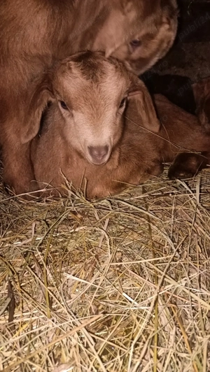 Vand căpriță  - imagine 3