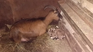 Vand căpriță  - imagine 2