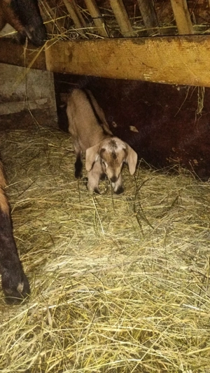 Vand căpriță  - imagine 5