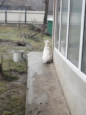 Donez Cățel Labrador 