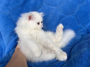 Pisicuță Scottish Straight Longhair, mic fulg de nea, deține Pedigree