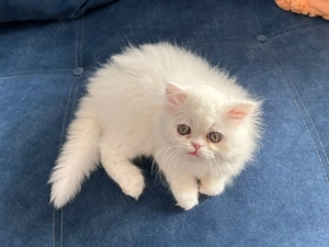 Pisicuță Scottish Straight Longhair, mic fulg de nea, deține Pedigree