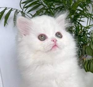 Pisicuță Scottish Straight Longhair, mic fulg de nea, deține Pedigree - imagine 2