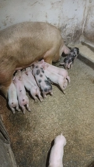 Scroafe cu purcei - imagine 2