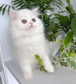 Pisicuță Scottish Straight Longhair, mic fulg de nea, deține Pedigree - imagine 3