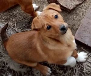 *   Donez cu drag o cățelușă adorabilă , are 3 luni este de talie mică !     *   - imagine 3