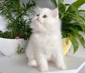 Pisicuță Scottish Straight Longhair, mic fulg de nea, deține Pedigree