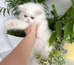 Pisicuță Scottish Straight Longhair, mic fulg de nea, deține Pedigree - imagine 5