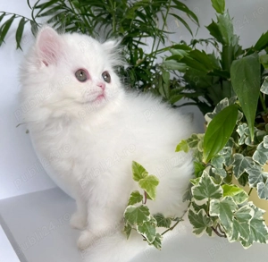 Pisicuță Scottish Straight Longhair, mic fulg de nea, deține Pedigree - imagine 4