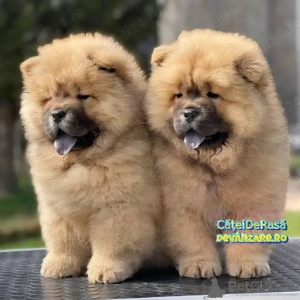 Chow Chow de vanzare+ Transport Gratuit in unele orase+Factura+Garantie+Microcip+Carnet+Vaccin - imagine 2