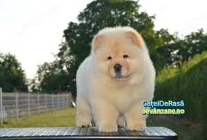 Chow Chow de vanzare+ Transport Gratuit in unele orase+Factura+Garantie+Microcip+Carnet+Vaccin